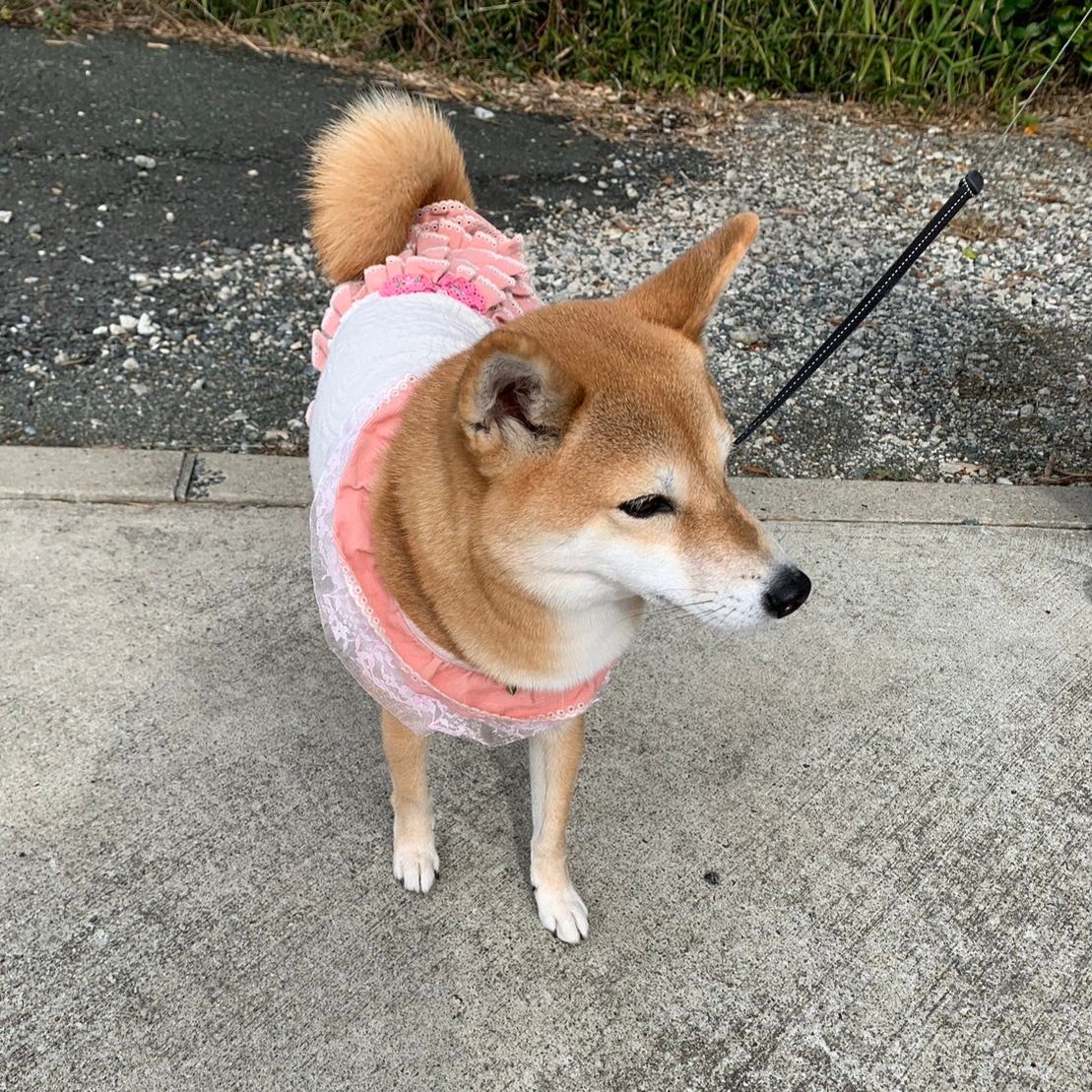 豊川市 ペットイベント